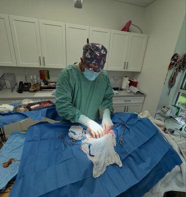 Finding a long string in this Golden Retriever's intestine - it was removed and the patient is all better!