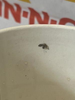 Bug in drink