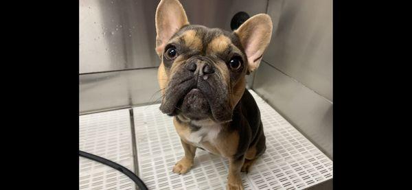 Getting a bath! Don't mind the pouty face - that's a Frenchie smile!