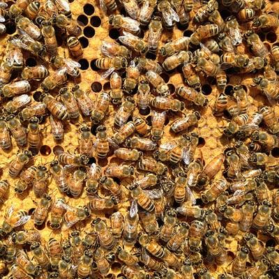 Queen bee with lots of brood!