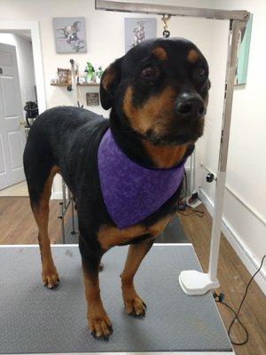 Beautiful rotti is ready to show off her shiny coat and summer bandana