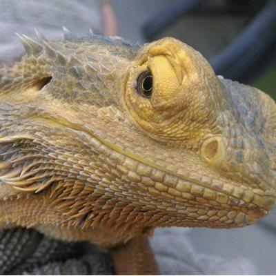 Odette the bearded dragon