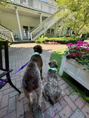 Daisy and Cali on the patio.