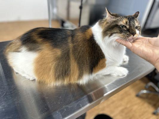 Bath & Brush w tight sanitary shave. 
 (Great option for larger cats who needs help maintaining their hind area.)