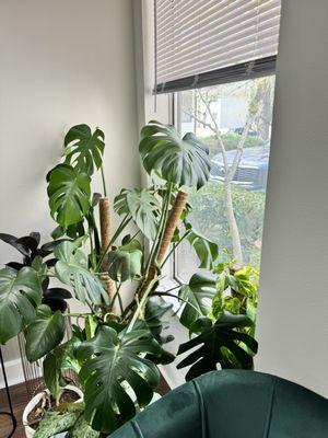 Monstera