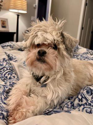 Dog Haircut before and after