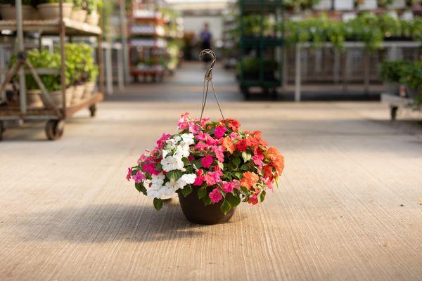 Find impatiens and other hanging baskets to beautify your outdoor space.