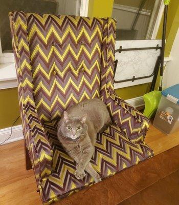 My cat loving the chair