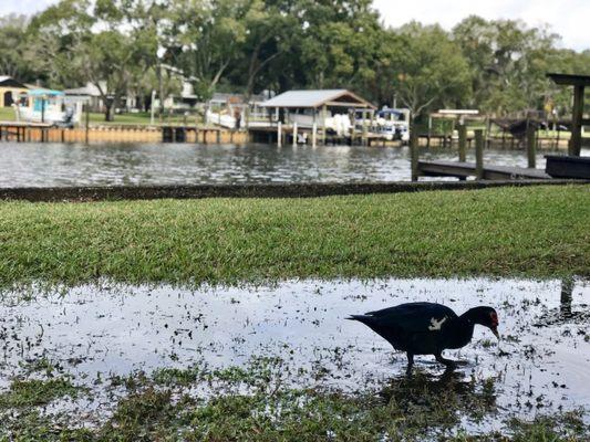 Bird baths everywhere after a good rain!