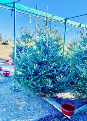 ALL the Trees are in red pots with water so they stay super fresh.