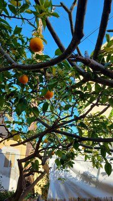 Glimpse of the orange trees overhead