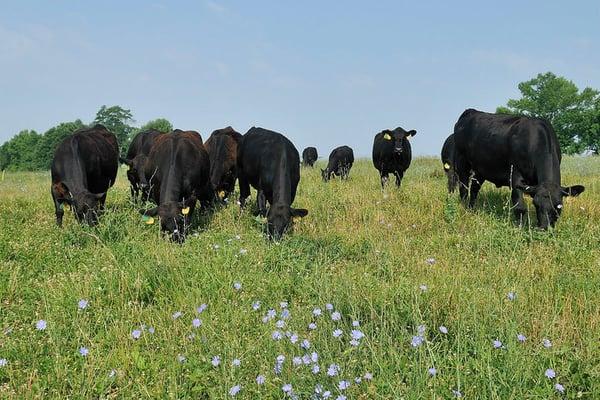 Roseda cows grazing on the farm