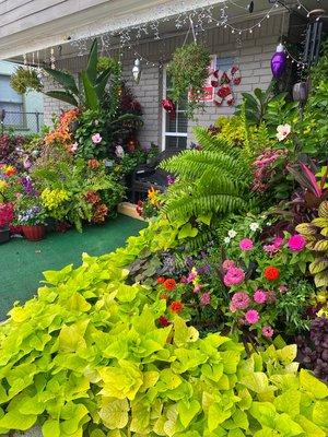 Tropical rain forest in pots.