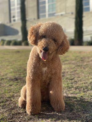 One of several grooming by Jennifer at Woof Gang N Lamar!