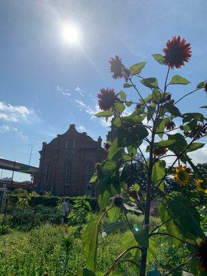 Sunflowers in the outdoor area