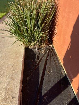 getting cheaper they ripped out the grass and did this to the whole apartment to fill with cheap stones i slipped on