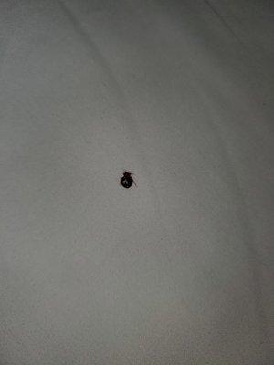 Bed bug rm 161