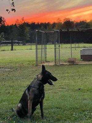 Swan Kennels & Training Center