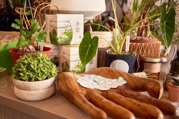 Cloud-Hidden Plants Store Counter