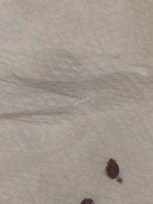 More bed bugs!!!