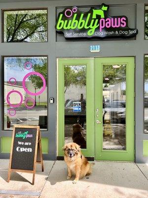 Bear (my dog) in front of Bubbly Paws business in Keller