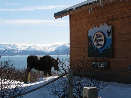 Moose at the Dovetail Log Cabin