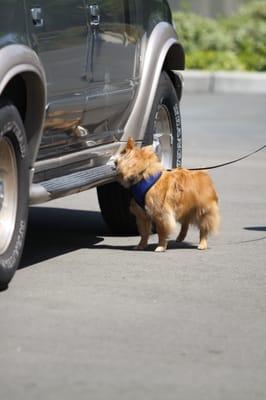 K9 Nose Work - Vehicle Search