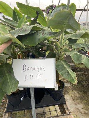 This is only the second nursery I have seen banana plants in!  I may have to come back and get one.