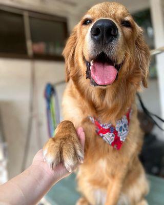 Golden retriever de shed treatment.