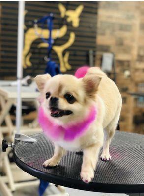 Photo of Coco staff sent me during her visit to Lugari Pet Salon. Pink scruff, pink sparkle nails, pink tail = LOVE