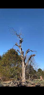 Cut and Chip Tree Service