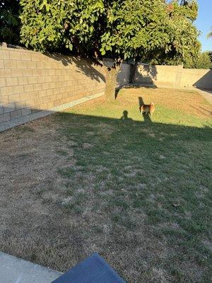 After picture - overall backyard - love the boundary between the grass and gravel that Ivan and his team picked out.