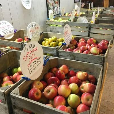 So many varieties of apples to choose from!