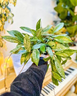 Hoya variegated