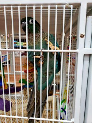 Friendly little parrot, as long as long as you pay attention otherwise squawking # yelpjax #parrot