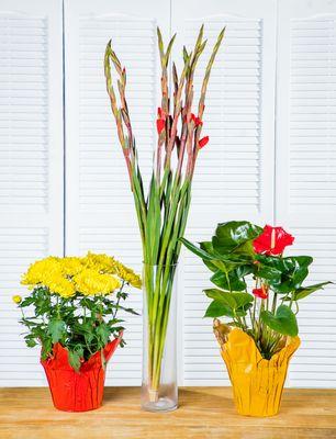 New Year/Tết/Lunar New Year Products Gladiolus, Anthurium Plants & Football Mum Plants/ Lay n, Cúc Đại Đóa và Hồng Môn