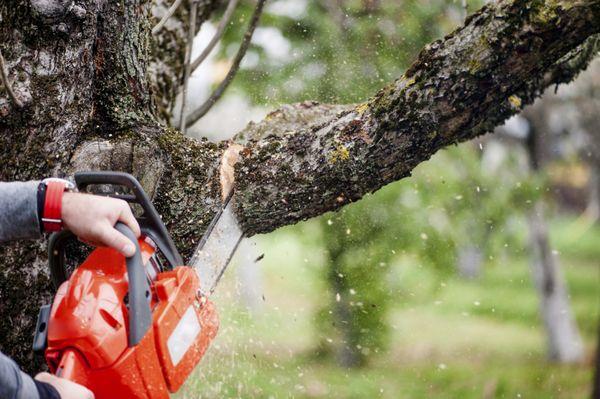 Detroit Tree Service