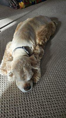 Cocker Spaniel haircut