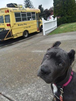 Cain Corso Puppy in Private Training Program.