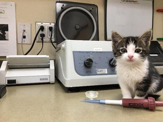 Such a cutie, our lab helper.