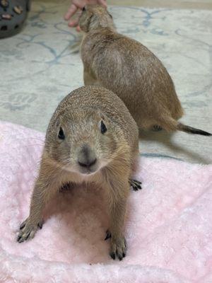 Prarie Dog