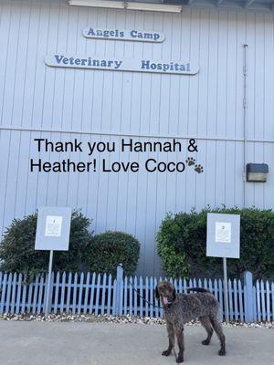 Best Wellness care at Angels Camp Veterinary Hospital‼ Hannah & Heather soothed my anxiety‼