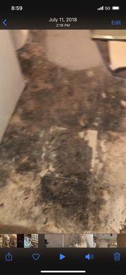 Black mold