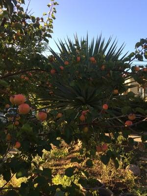 Apricot Tree and Agave Plant - Oakland