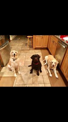 The three amigos waiting patiently for dinner to be served after an evening walk