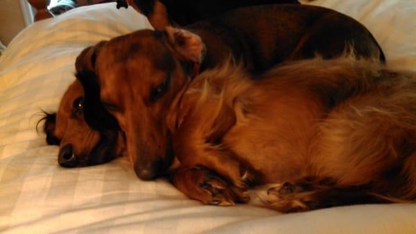 Buster and Fluffy snoozing