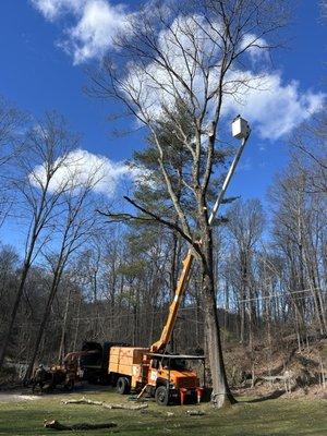 Silva Tree Service Inc