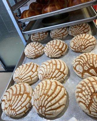 Conchas