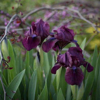 Dwarf Bearded iris