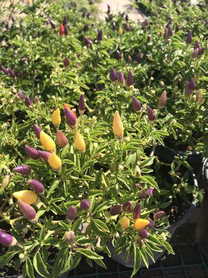 Desert Trees nursery